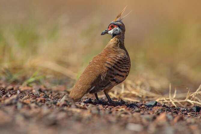 Pilbara Bird Tours - FAQ