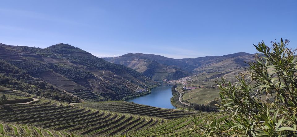 Pine Nut: Douro Valley With Wine Tasting, Boat Trip and Lunch - Indulge in Local Wine Tastings