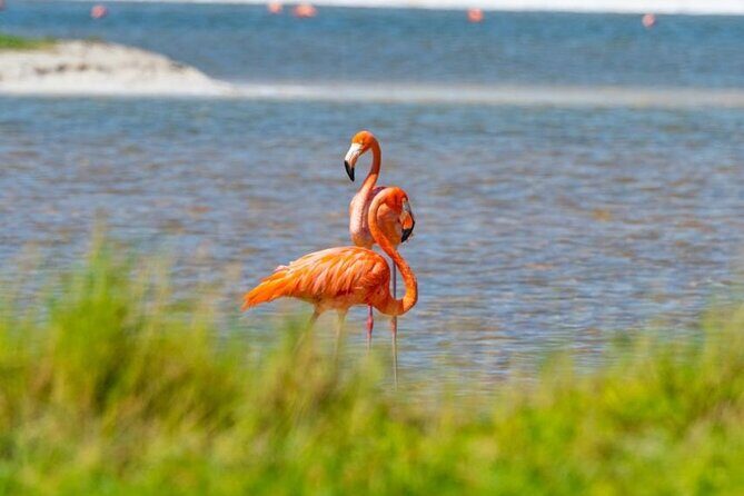 Pink Lake Lagoon and Rio Lagartos Tour from Cancun - Who Should Consider This Tour?