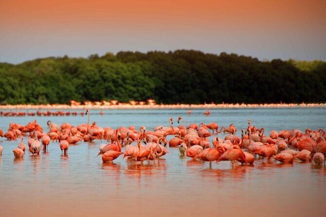 Pink Lake Lagoon and Rio Lagartos Tour from Playa del Carmen - Key Points