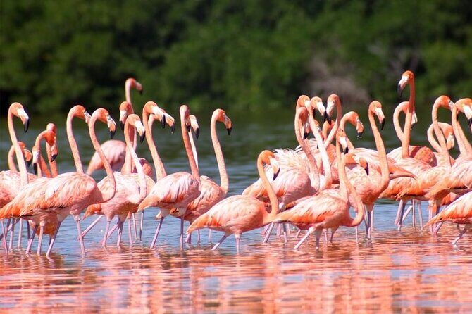 Pink Lake Lagoon and Rio Lagartos Tour from Playa del Carmen - The Sum Up