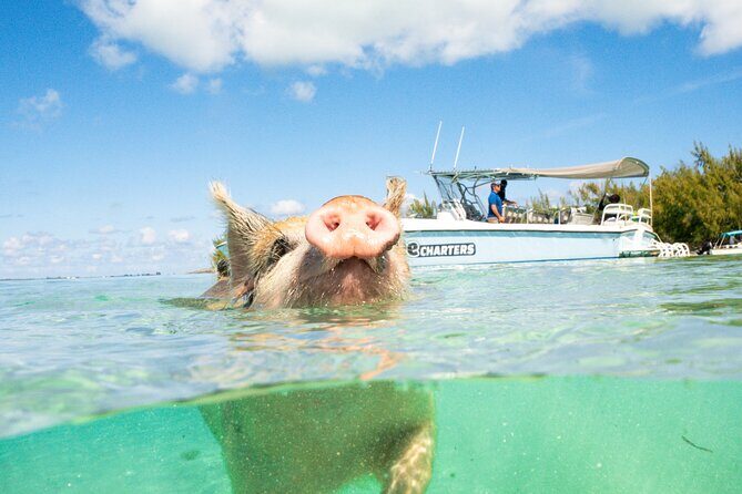 Pink Sand Beach and Swimming Pigs Adventure from Nassau - An In-Depth Look at the Tour
