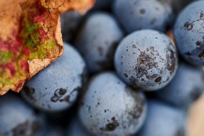 Pinnacles and Swan Valley Day Tour - The Sum Up: Who Will Love This Tour?