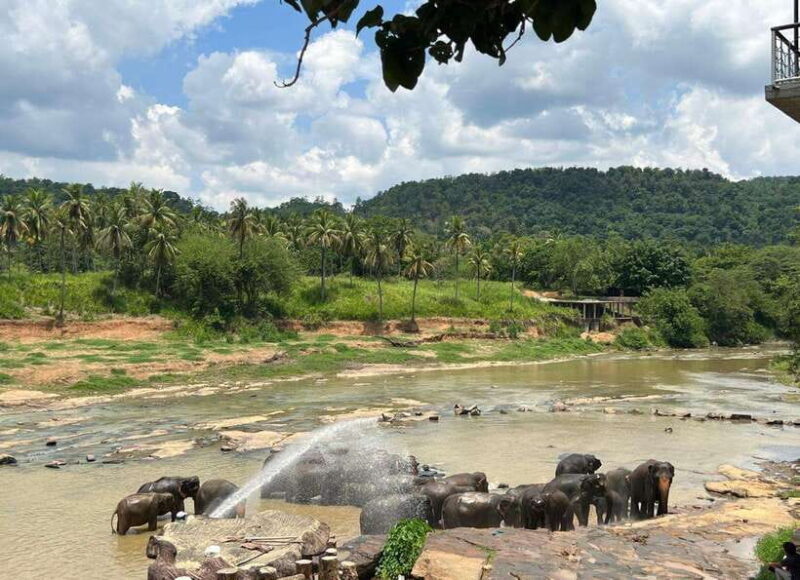 Pinnawala Day Tour from Kandy (Private tour ) - Exploring the Day Step-by-Step