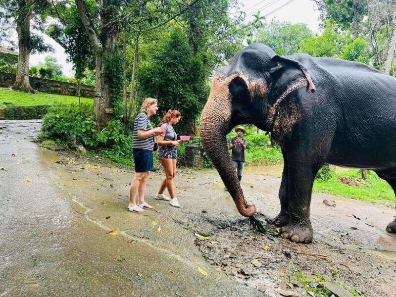 Pinnawala Day Tour from Kandy (Private tour ) - Authentic Traveler Experiences and Insights