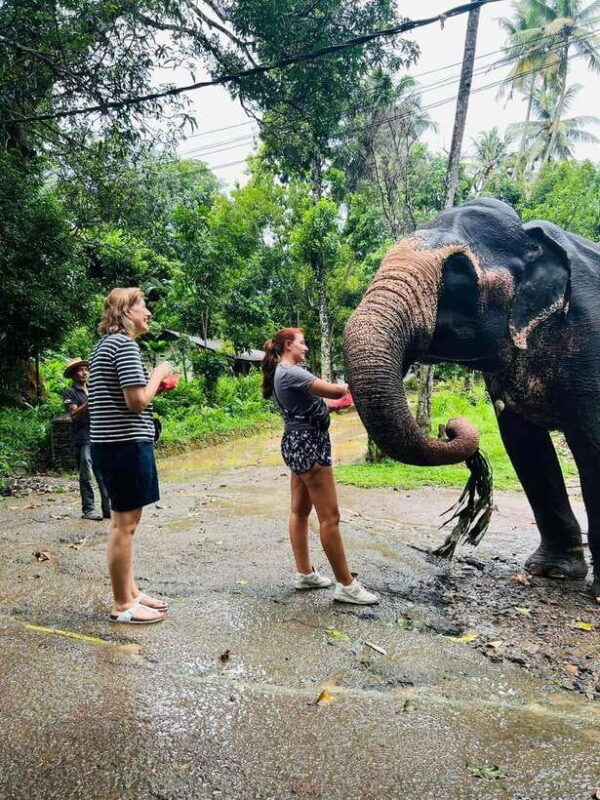 Pinnawala Day Tour from Kandy (Private tour ) - The Sum Up: Who Should Consider This Tour?
