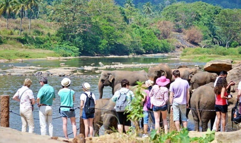 Pinnawala,Kandy Day Tour from Colombo/Negombo - Key Points