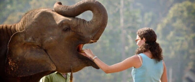 Pinnawala,Kandy Day Tour from Colombo/Negombo - The Sum Up