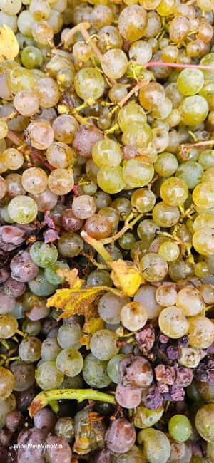 Pinot Noir & Pinot Wine Tour to Baden-Württemberg - Key Points