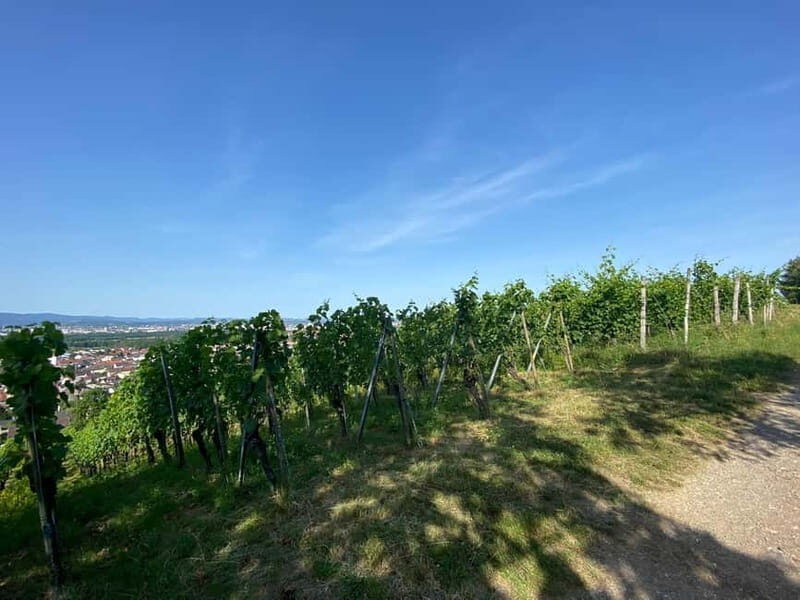 Pinot Noir & Pinot Wine Tour to Baden-Württemberg - Who Is This Tour Best Suited For?