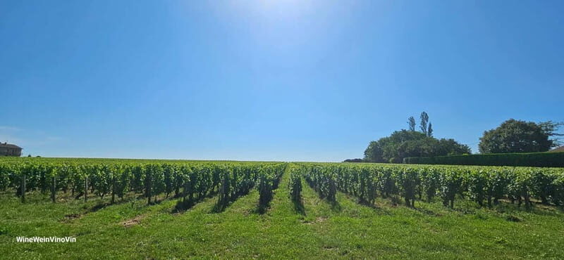 Pinot Noir & Pinot Wine Tour to Baden-Württemberg - FAQ
