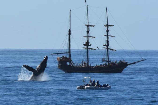 Pirate Hunt Breakfast or Lunch Snorkel Adventure in Cabo - Who Will Love This Tour?