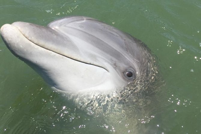 Pirate Ship Dolphin Tour - Accessibility Information