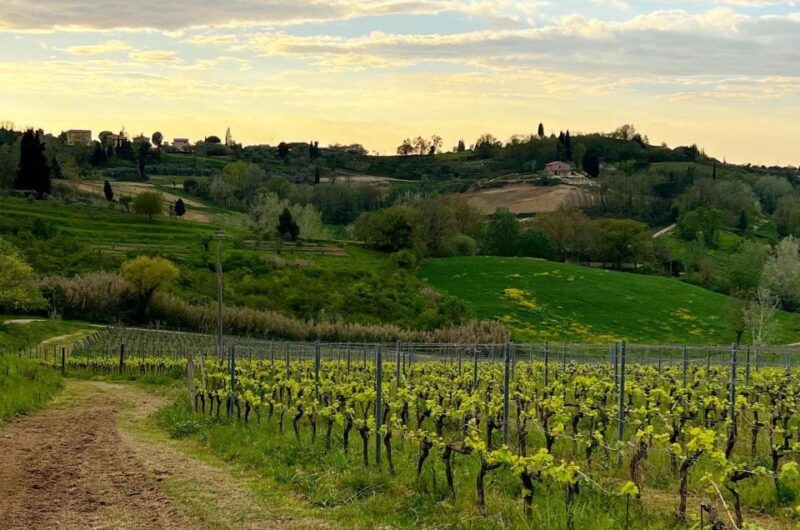 Pisa: Winery Tour and Wine Tasting With Local Food Pairing - Pricing and Booking