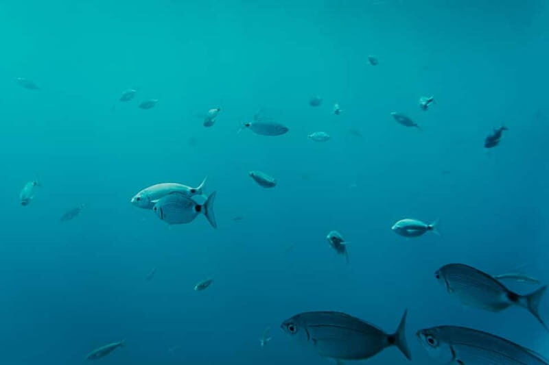 Playa Blanca: Mini Cruise to Papagayo with Swimming Stop - Visiting Papagayo’s Sheltered Bay