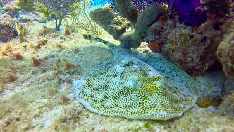 Playa del Carmen: 2-Tank Reef Dive - The Itinerary in Detail