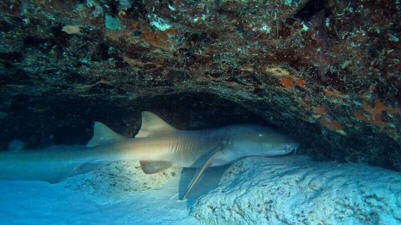Playa del Carmen: 2-Tank Reef Dive - Authentic Marine Encounters