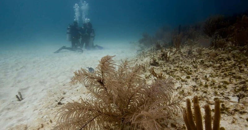 Playa del Carmen: Advanced Open Water Diver Course - An In-Depth Look at the Playa del Carmen Advanced Open Water Diver Course