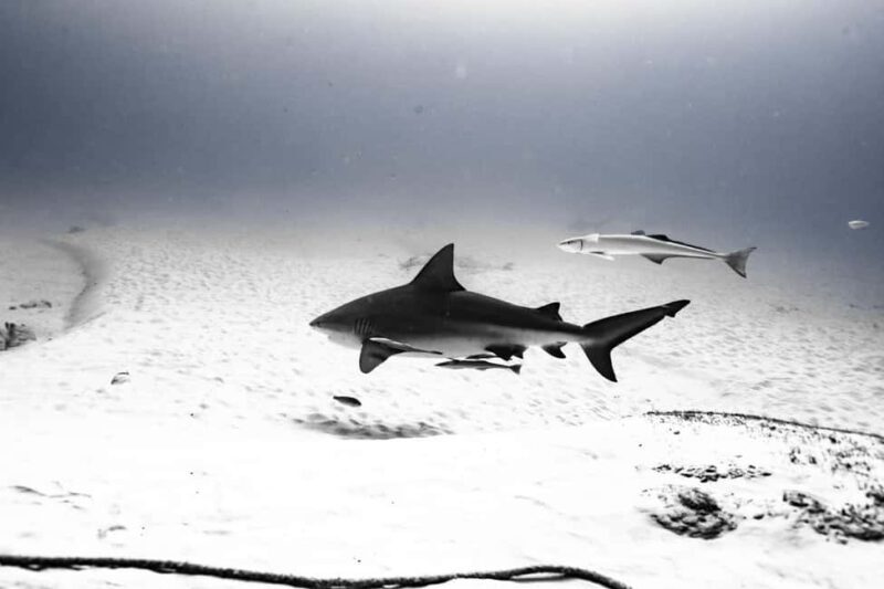 Playa del Carmen: Bull Shark Diving Experience - Key Points
