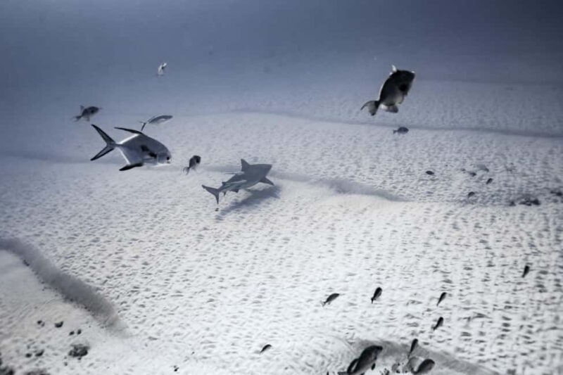 Playa del Carmen: Bull Shark Diving Experience - The Experience: A Deeper Look