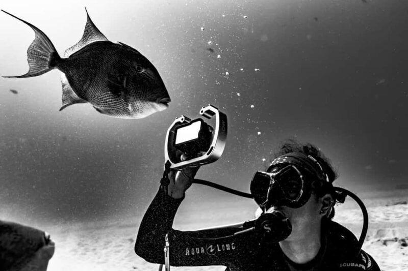 Playa del Carmen: Bull Shark Diving Experience - The Logistics: A Practical Breakdown