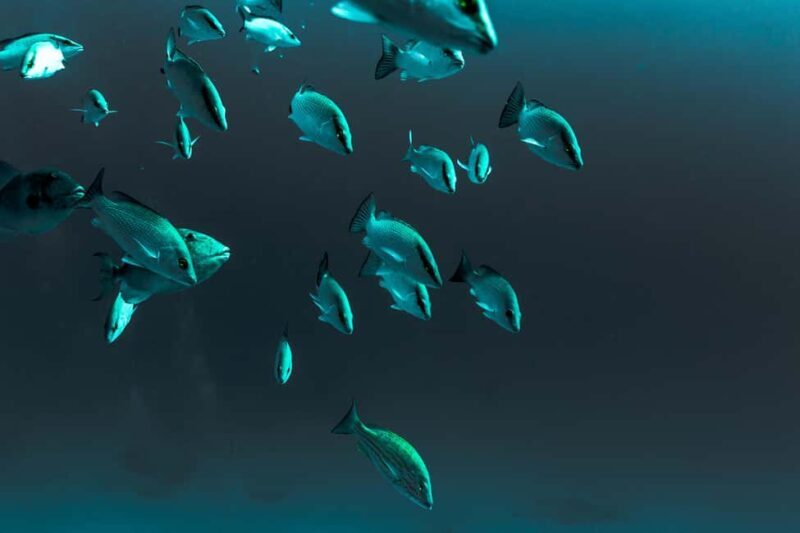 Playa del Carmen: Bull Shark Diving Experience - Who Should Consider This Experience?