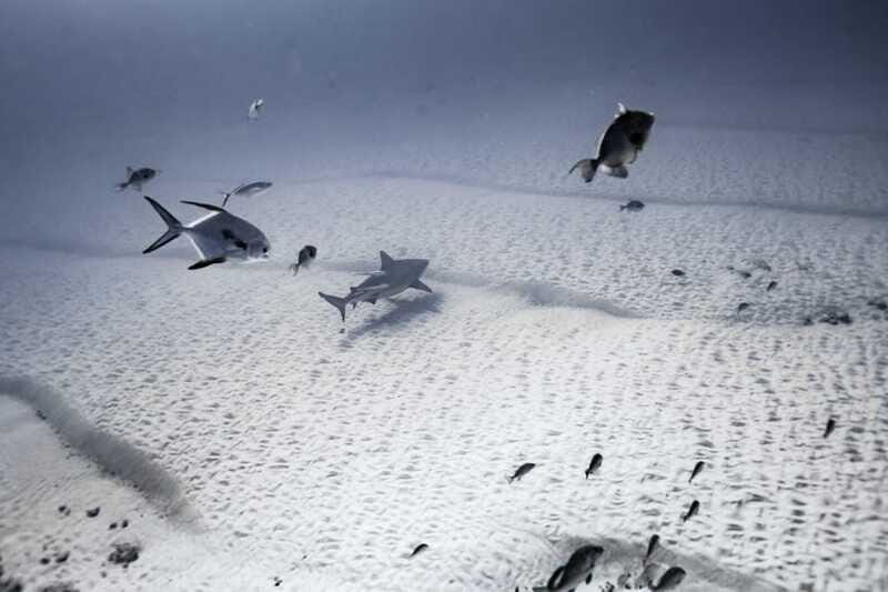 Playa del Carmen: Bull Shark Diving Experience - The Sum Up