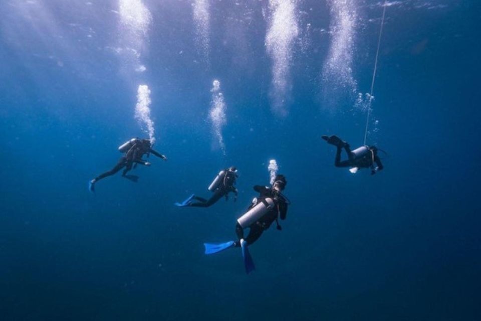 Playa Del Carmen: Bull Shark Diving Experience - Experience Powerful Predators Firsthand
