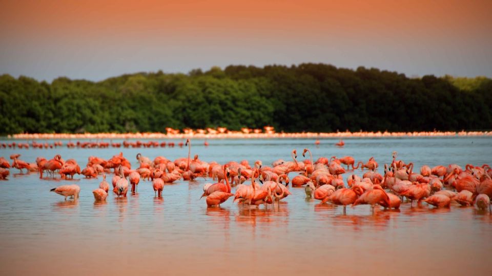 Playa Del Carmen/Cancún: Rio Lagartos & Las Coloradas Tour - Whats Included in the Tour