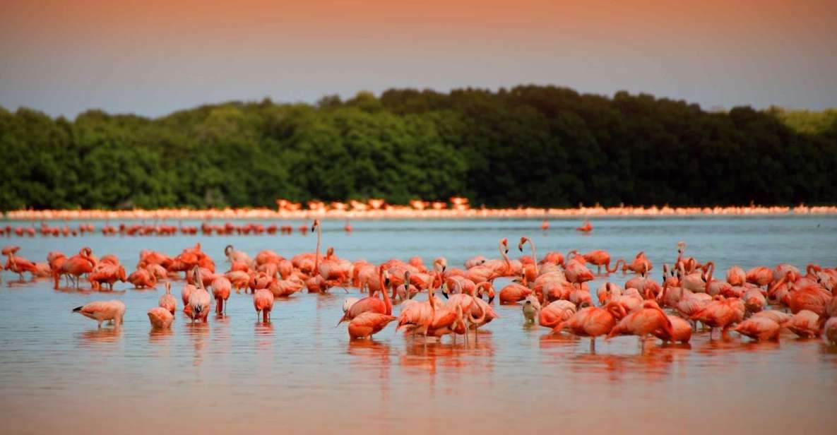 Playa Del Carmen/Cancún: Rio Lagartos & Las Coloradas Tour - What to Bring for the Tour