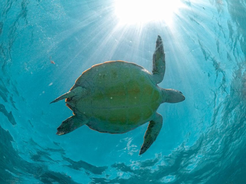 Playa Del Carmen: Cenote and Swim With Turtles Half Day Tour - Frequently Asked Questions