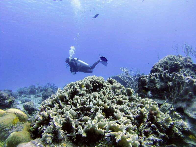 Playa del Carmen: Discover the Surreal World of Scuba Diving - Key Points
