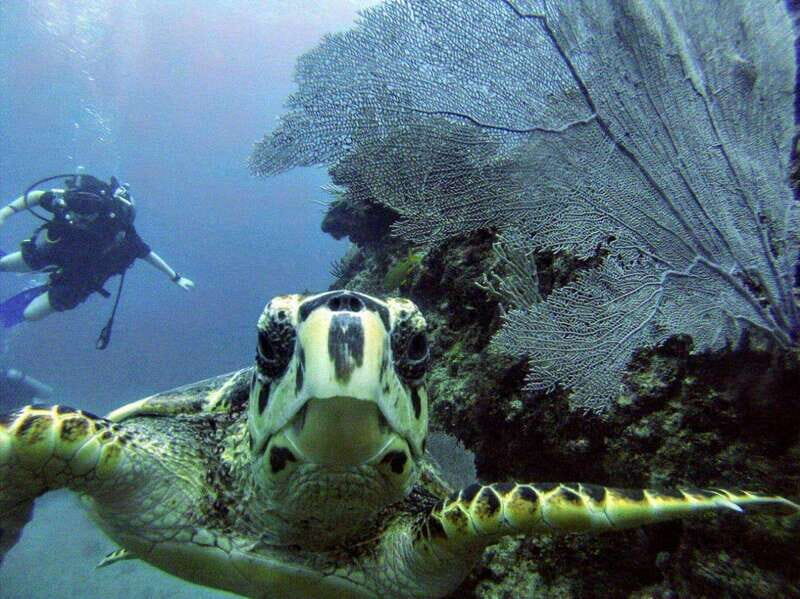 Playa del Carmen: Discover the Surreal World of Scuba Diving - An In-Depth Look at the Playa del Carmen Scuba Experience