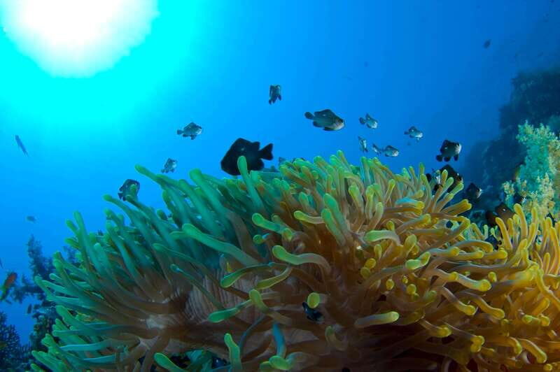 Playa del Carmen: Dive into our Local Reefs Today! - Key Points