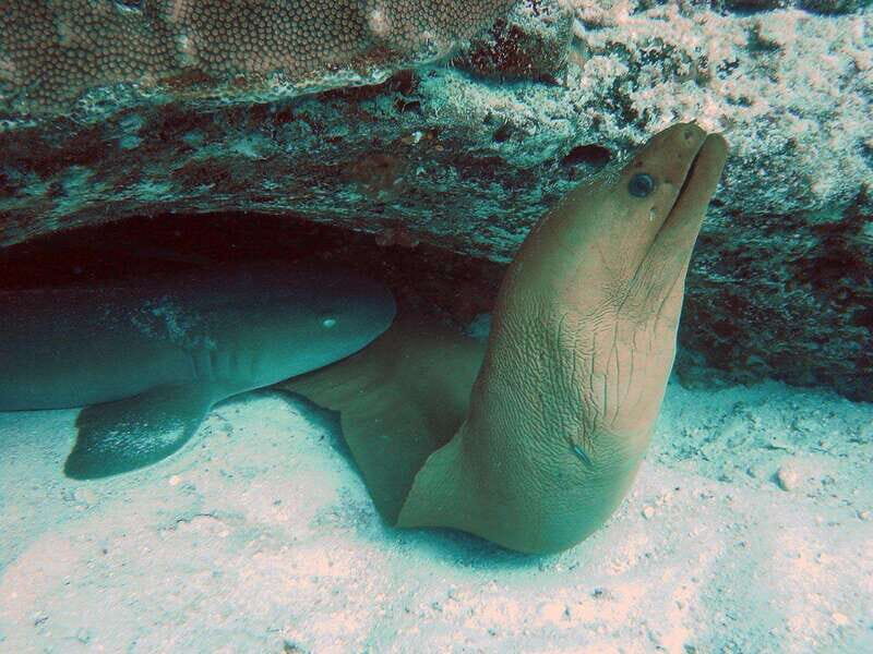 Playa del Carmen: Extreme Cozumel Diving by Speed Boat - Key Points