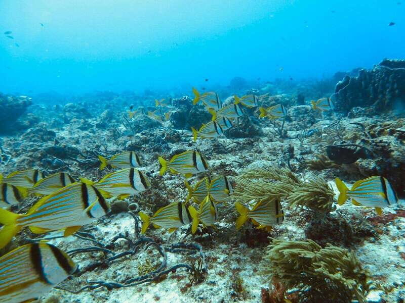 Playa del Carmen: Extreme Cozumel Diving by Speed Boat - Final Thoughts: Who Is This Tour For?