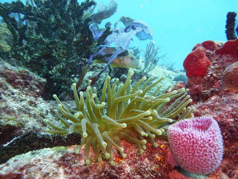 Playa del Carmen: Extreme Cozumel Diving by Speed Boat - FAQ