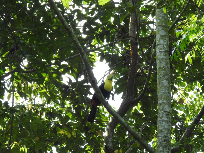 Playa Del Carmen: Guided Birdwatching Hike - Key Points