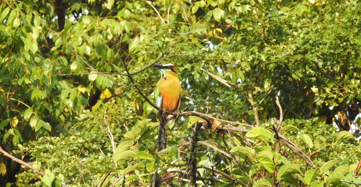 Playa Del Carmen: Guided Birdwatching Hike - Inclusions