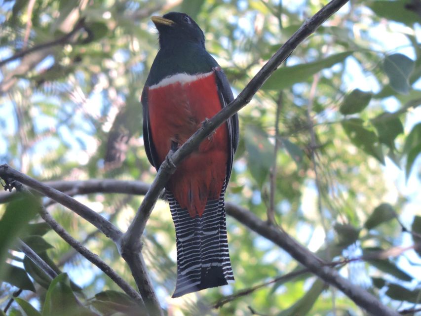 Playa Del Carmen: Guided Birdwatching Hike - Highlights