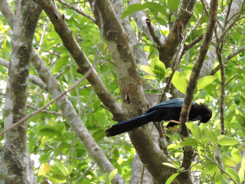 Playa Del Carmen: Guided Birdwatching Hike - Ruta De Los Cenotes Trail