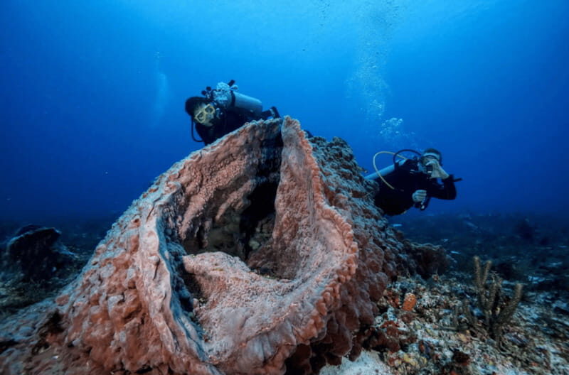 Playa del Carmen: Guided Reef Diving for Certified Divers - The Sum Up