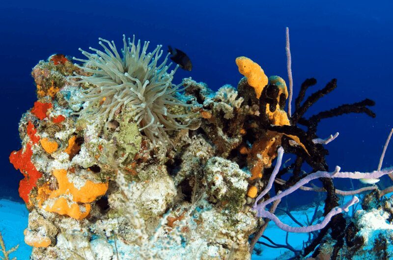 Playa del Carmen: Guided Reef Diving for Certified Divers - FAQ