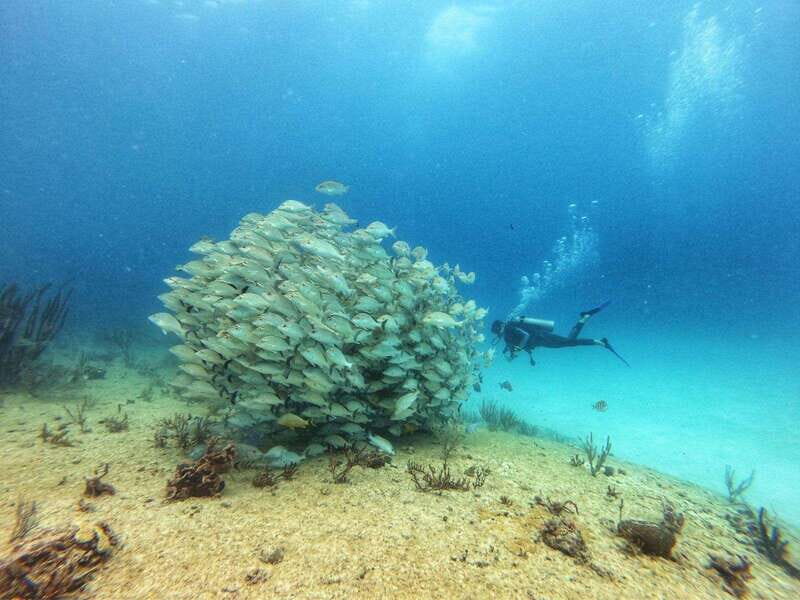 Playa del Carmen: MamaViña Wreck & Reef for Certified Divers - Key Points