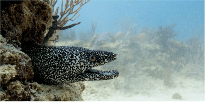 Playa del Carmen: Ocean Dive Tour - Key Points