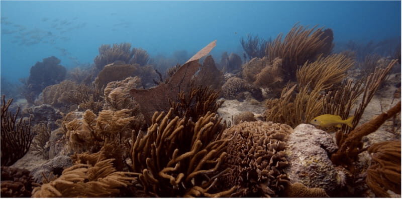 Playa del Carmen: Ocean Dive Tour - Why Choose This Tour?