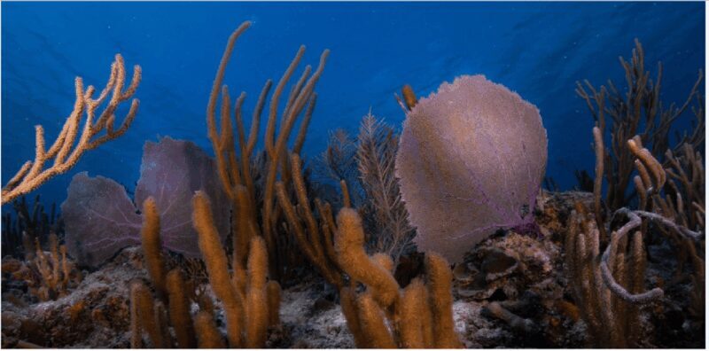 Playa del Carmen: Ocean Dive Tour - Who Will Enjoy This Tour?