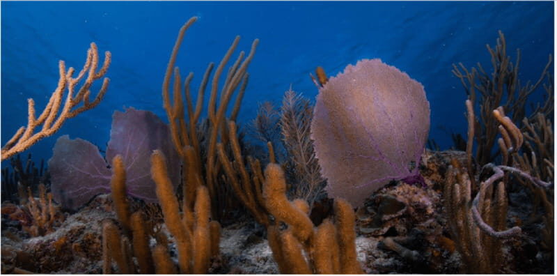 Playa del Carmen: Ocean Dive Tour - The Sum Up