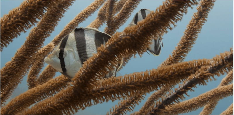 Playa del Carmen: Ocean Dive Tour - FAQ