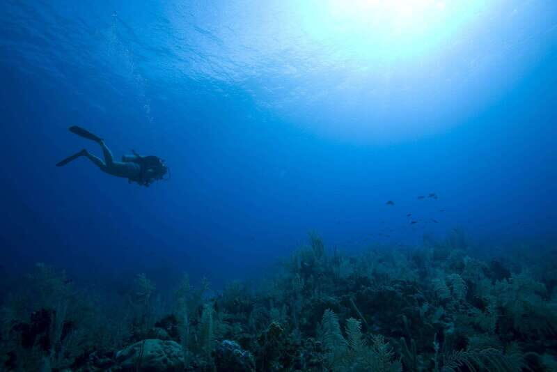 Playa del Carmen: PADI Advance Open Water in Riviera Maya - What Past Participants Say